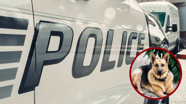 Maltrato animal indigna a Laredo; hombre fue detenido tras golpear y arrastrar a sus perros