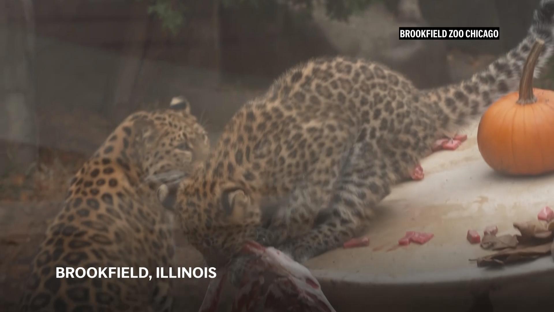 Thanksgiving dinner comes early for Amur leopards, goats at Chicago area zoo