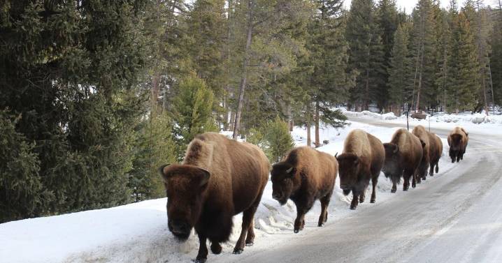 What to do in Yellowstone National Park during the winter? A lot, it turns out