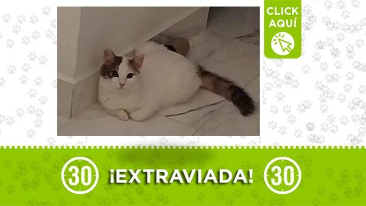 Crema es una gatita bebé que se perdió en Bello y su familia la busca muy angustiada