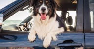 Battersea's £5000 warning to dog owners about driving with pets in the car