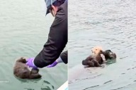 Marine Mammal Center Films Reunion Between Stranded Baby Otter and Mom