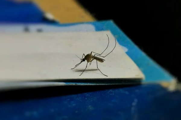 Reciclando este elemento que está en muchos hogares podés generar una trampa para mosquitos: cómo es