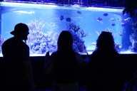 Emagine Theatres partners with Utica’s LegaSea Aquarium for live animal displays