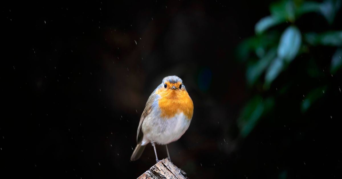 Robins will keep coming back to gardens this December if you don't do one thing