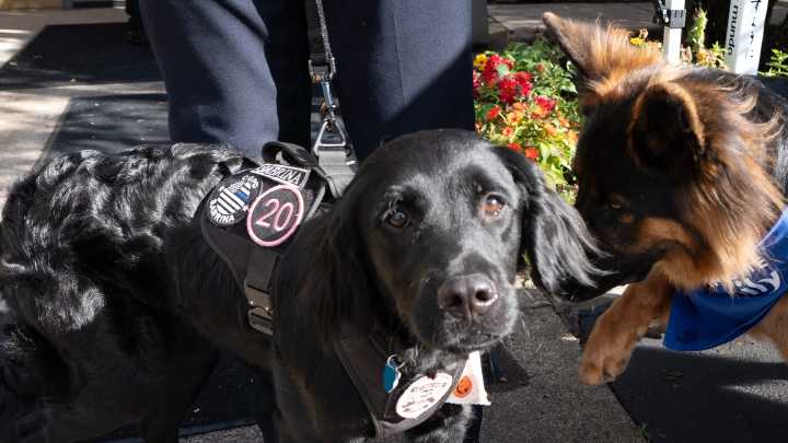 Cottage Grove PD's newest service dog struck by a car on Highway 99