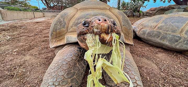 Muere la tortuga Gramma “reina del zoológico” de San Diego a los 141 años