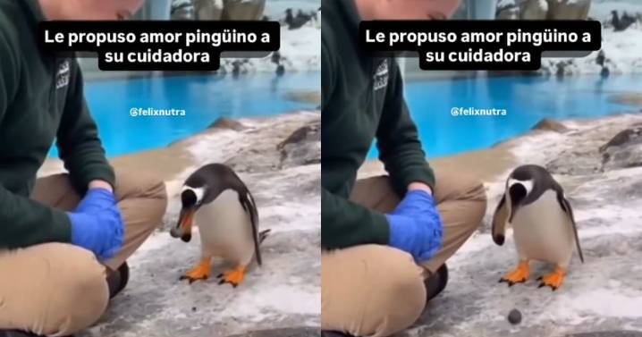 Un pingüino le regala una piedra a su cuidadora y se vuelve viral: ¿qué significa realmente este gesto?