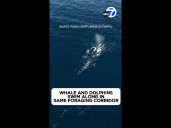 Whale and dolphins swim along in same foraging corridor