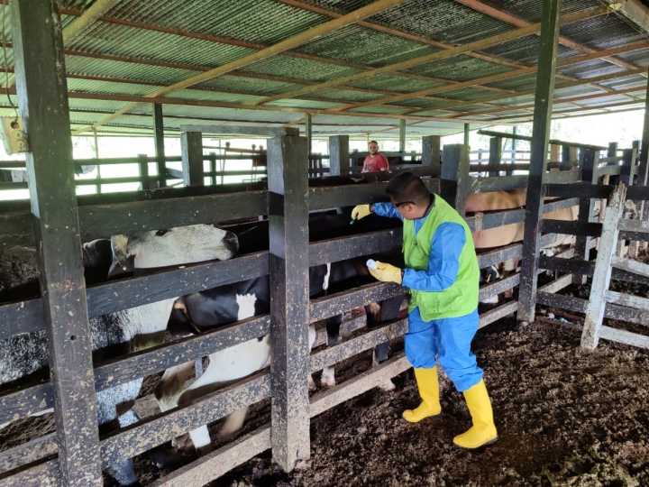 El ICA lidera la vacunación estratégica en Arauca para fortalecer la lucha contra la fiebre aftosa