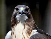 Watch red-tailed hawk return to U.P. wilderness 1 month after troopers rescued it