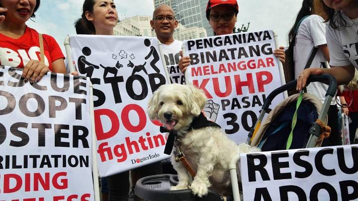 La prohibición de la carne de perro genera controversia en Yakarta