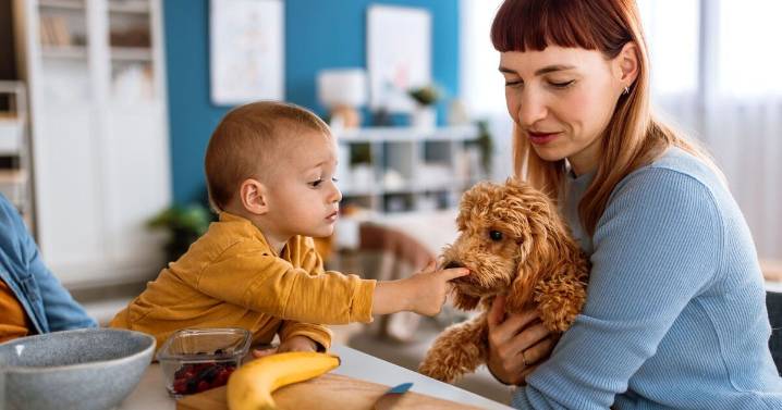 14 dog breeds that are safest around children
