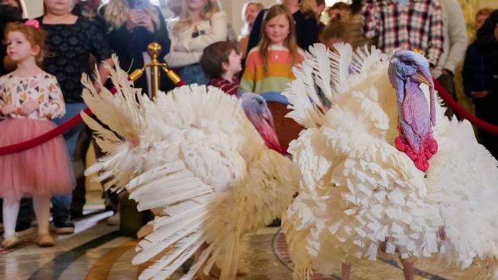 How you can choose which turkey gets a presidential pardon on Tuesday