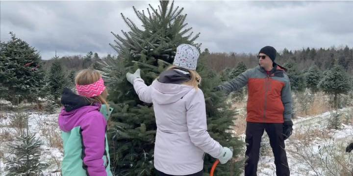 Vermonters flock to tree farms on a Christmas mission