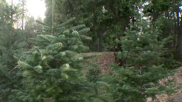 MAP | Where to get a Christmas tree near Sacramento in 2025