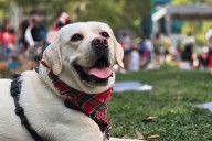 Licensing your dog in NYC is the law. Why do so few people do it?