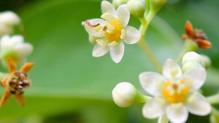 Ni paraíso ni magnolia: el árbol que envuelve de perfume tu jardín