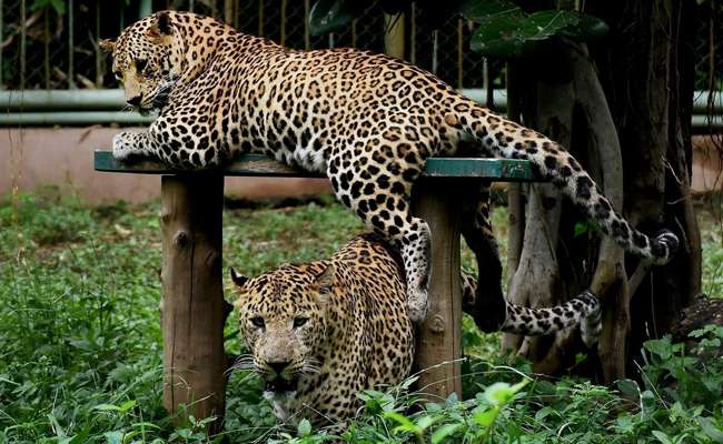 11-year-old boy fights off leopard in Palghar forest; school bag...