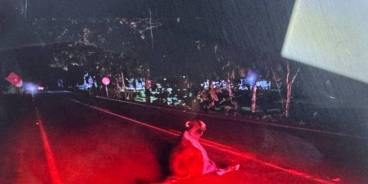 Accidente vía contra tres búfalos deja uno herido y dos muertos vía Urabá