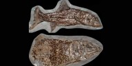 Un fósil completo hallado en Inglaterra podría redefinir la historia evolutiva de los peces jurásicos