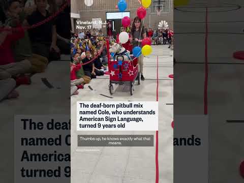 Students celebrate deaf therapy dog's 9th birthday