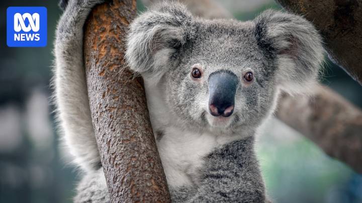 Drones spot hidden koala population in NSW Snowy Mountains