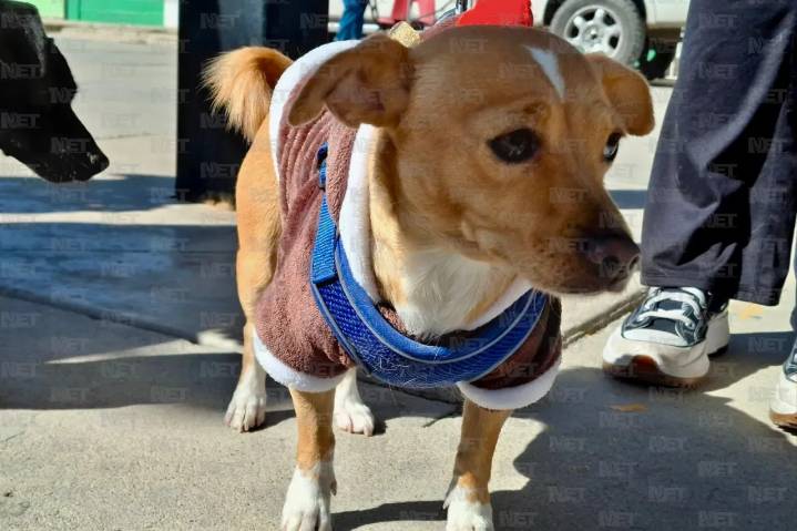 Médicos veterinarios esterilizan gratis perros y gatos en Juárez
