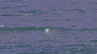 WA wind surfer’s miracle escape from great white shark captured on camera