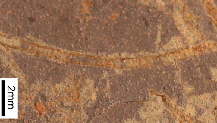 Signs Of Photosynthesis Identified In 2.5 Billion-Year-Old Rocks – Nearly 1 Billion Years Older Than Previously Found