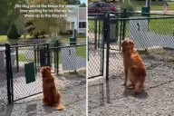 Tears at golden retriever waiting alone in park for friend to play with him