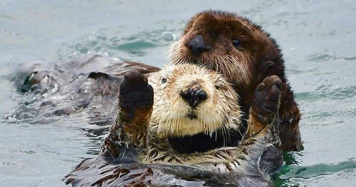 Baby sea otter is reunited with mother in Morro Bay after dramatic rescue