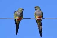 Loros barranqueros y pérdidas millonarias en cultivos del Alto Valle