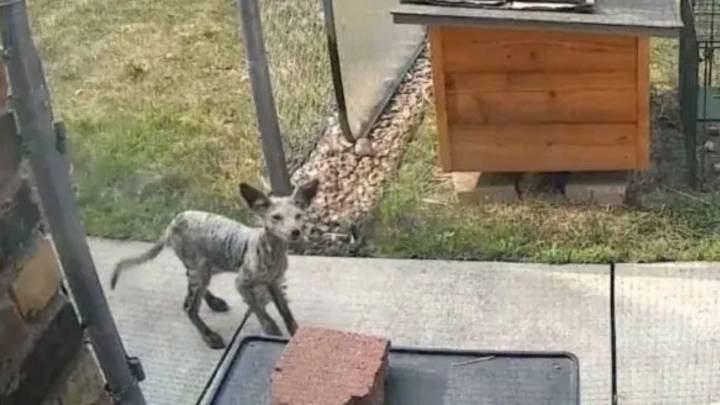 Minnesota Homeowner Shocked By The Strange Visitor Who Outsmarted Every Trap In The Yard