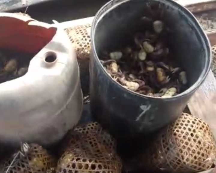 La temporada de cangrejos le resuelve la papa a los pedernaleño