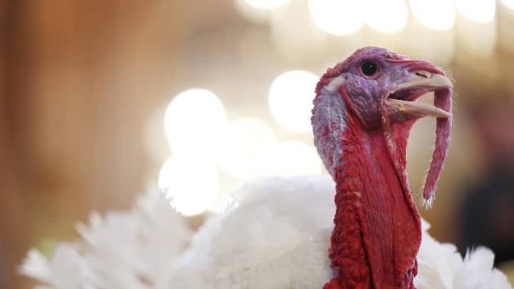 How 'turkey' made its way to Thanksgiving tables and our lexicon : NPR