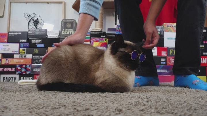 Knoxville man's card playing cat, Bap, builds viral following