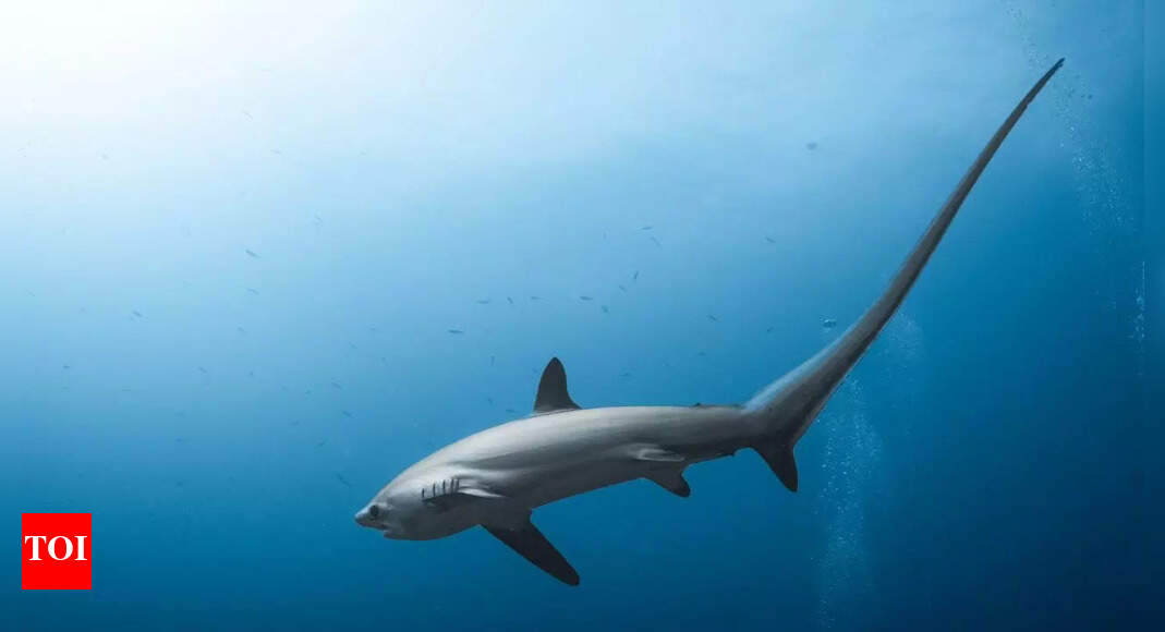Thresher Shark: A creature that uses its exceptionally long tail as a deadly whip