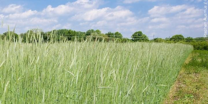 Suicide rate among farmers is 3.5 times higher than the general population, study finds