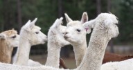 Montana Ag Network: Huson couple rescues 50 alpacas