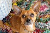 Rescue Chihuahua Finds Home After Foster Mom Discovers Dog Responds to Spanish