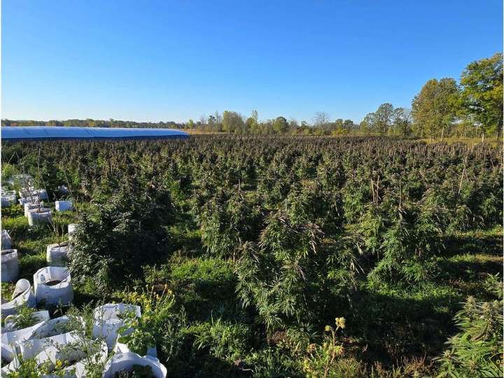 Tyendinaga drug case: 34 charged, $200 million in plants seized