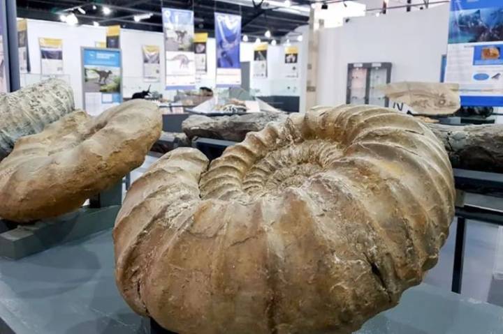 Día del Paleontólogo: Destacan el rol científico y educativo en la provincia