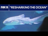 Seattle Aquarium helps ‘Reshark the Ocean’ with global rescue effort