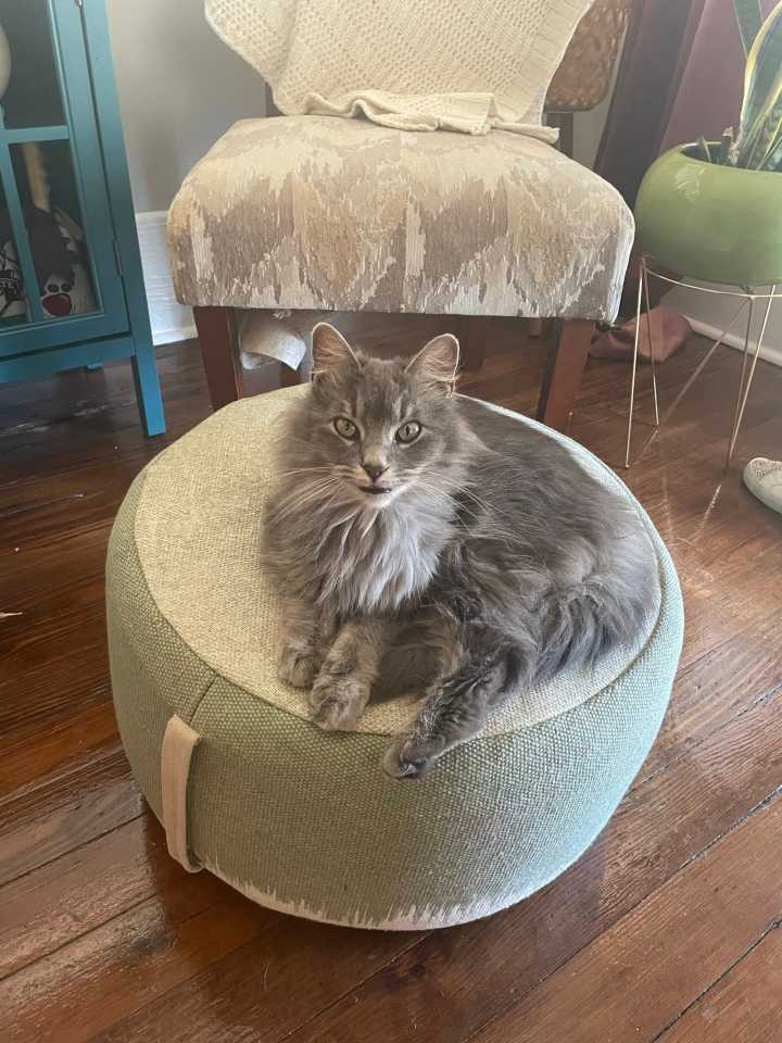 Joyner area residents plan memorial garden for pets killed by vicious dogs