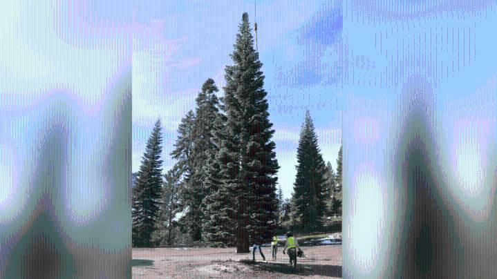 2025 U.S. Capitol Christmas Tree stopping in Albuquerque