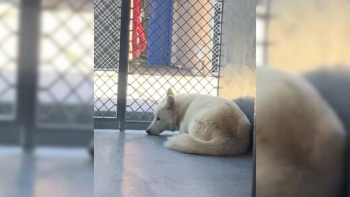 California Pup Withdraws Completely After Mysterious Past, Volunteers Fear He’ll Never Open Up