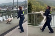 Police Officer Saves Angry-Looking Swan from Busy Road in Wild Video