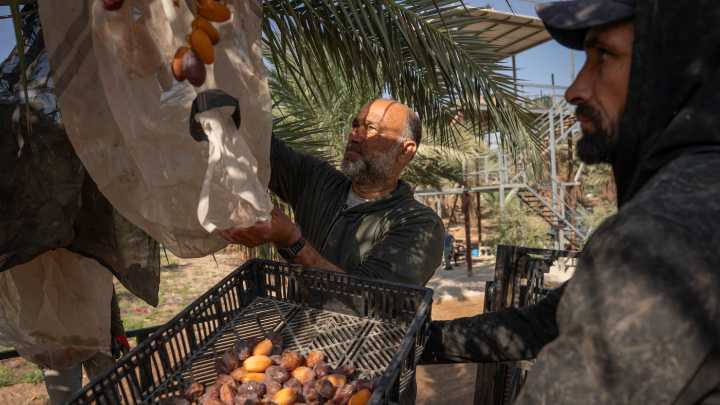 An Annual Ritual in the West Bank Now Under Threat