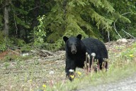 3 Carroll residents charged with illegal black bear hunting